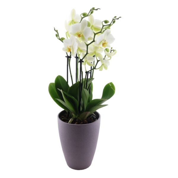 Kuuking 'Lausanne' P12 2-3õv