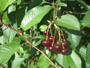 Hapu kirsipuu ‘Novella’ C8 200cm /Eestis kasvatatud