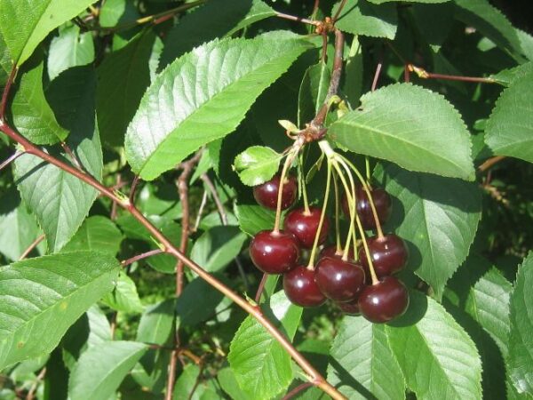 Hapu kirsipuu 'Novella' C8 200cm /Eestis kasvatatud