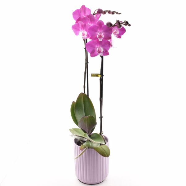 Kuuking 'Optistar Maro' P12 2õv