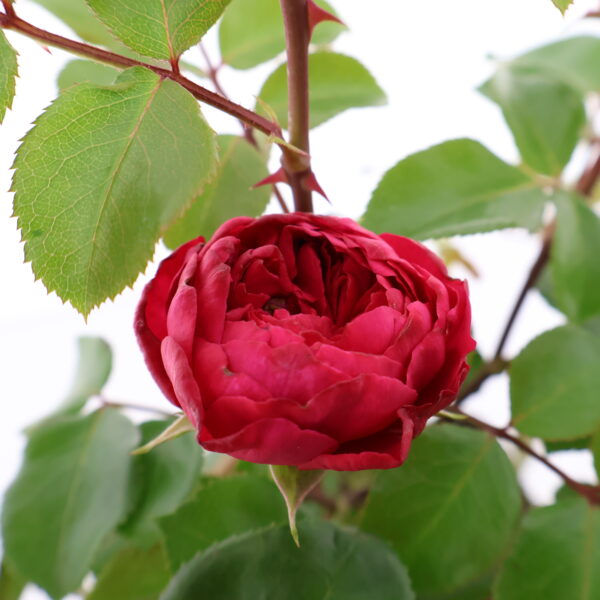 Peenraroos 'Red Leonardo da Vinci' P17