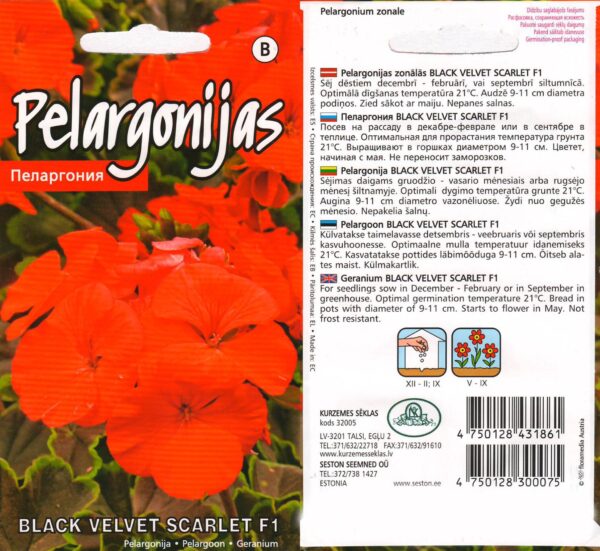 Viirpelargoon 'Black Velvet Scarlet'
