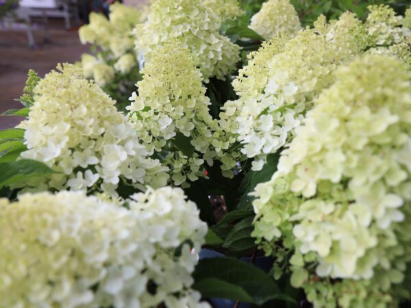 Aedhortensia 'Living Sugar Rush' P23