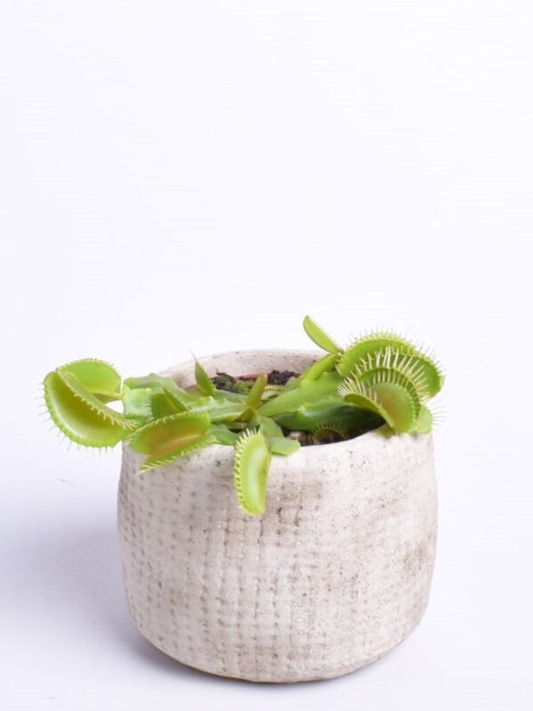 Kärbsepüünis P8,5/P9 (putuktoiduline)