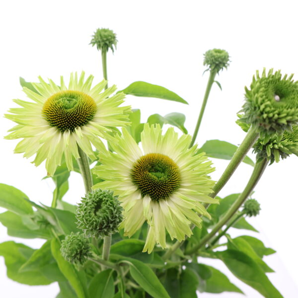 Punane siilkübar 'Sunseekers Apple Green' P19 Eestis kasvatatud