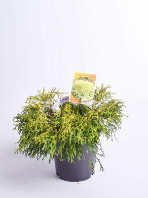 Mägi-ebaküpress ‘Sungold’ P19