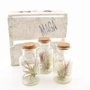 Tillandsia pudelivaasis L (õhulill)