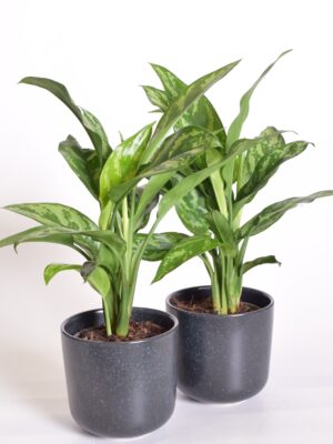 Aglaoneema ‘Maria’ P12