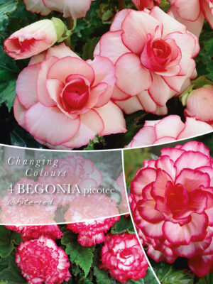 Begoonia ‘Picotee’ 4tk valge/punane