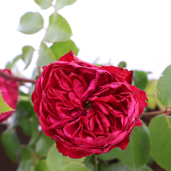 Peenraroos 'Red Leonardo da Vinci' P17