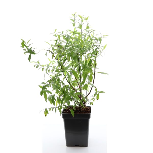 Mustikas 'Pink Lemonade' C5