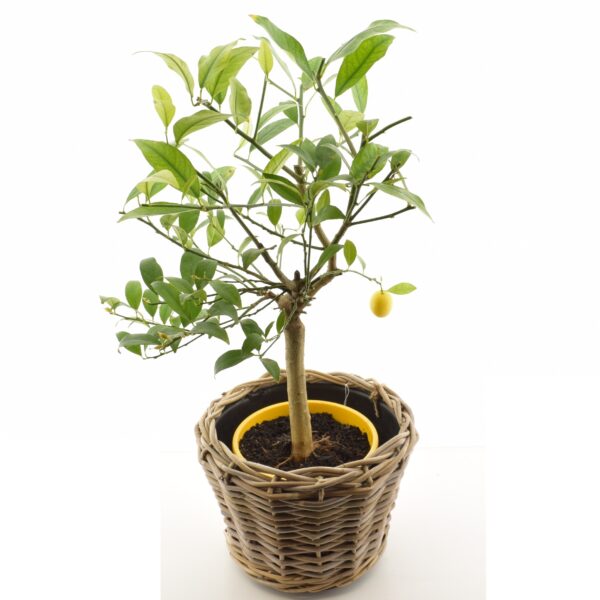 Laimkinkanipuu 'Lara' P21 40cm tüvel