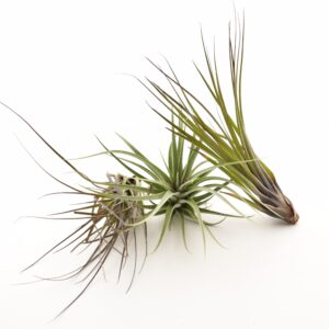 Tillandsia ehk õhulill erinevad (potita) XL-suurus 1tk