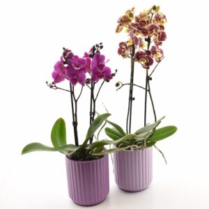 Kuuking Limited P12 2 õievart