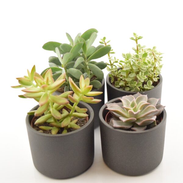 Sukulent/kaktus P10 erinevad