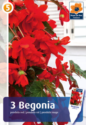 Begoonia rippuv punane 3tk