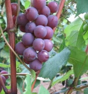 Viinapuu ‘Fredonia’ P17 Eestis kasvatatud