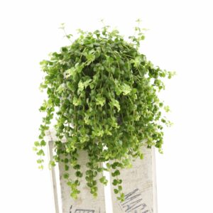 Peperoomia ‘Isabelle’ P14 amplis