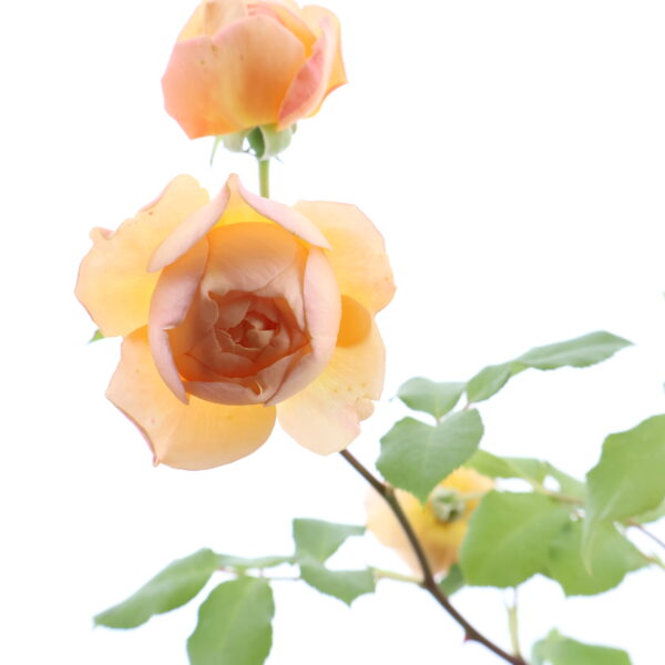 Inglise peenraroos 'Roald Dahl' P17