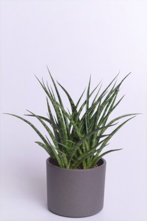 Sau-havisaba ‘Fernwood Punk’ P14