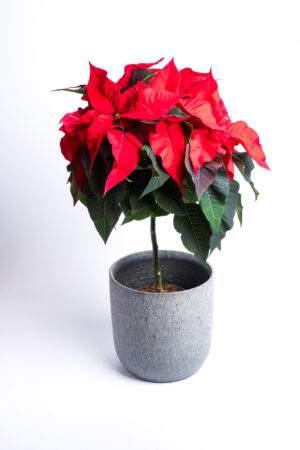 Jõulutäht P19 erinevad tüvel