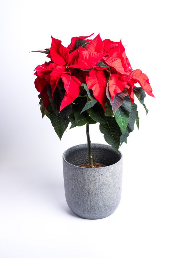 Jõulutäht P19 erinevad tüvel