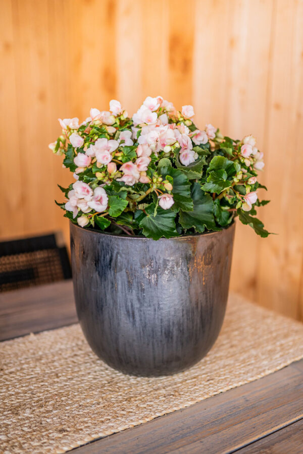 Õuepott Siya 50xh45cm pronks