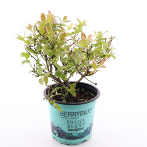 Mustikas BrazelBerry ‘Berry Bux’ P10,5