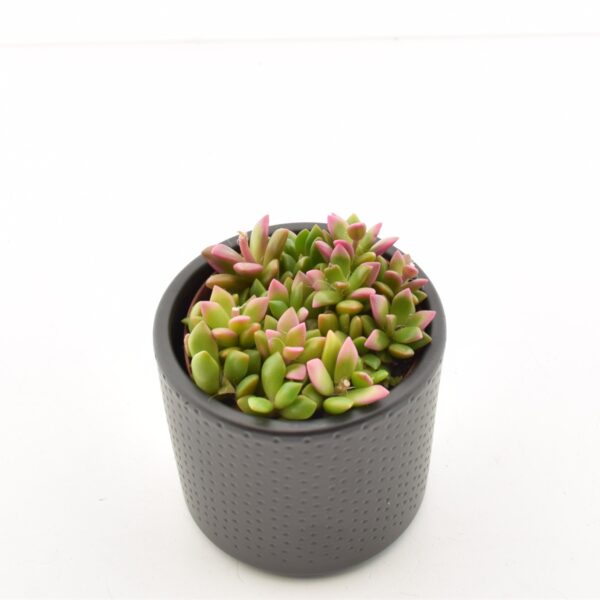 Armulill 'Sunrise' P8,5