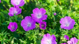 Verev kurereha ‘Max Frei’ P17 Eestis kasvatatud