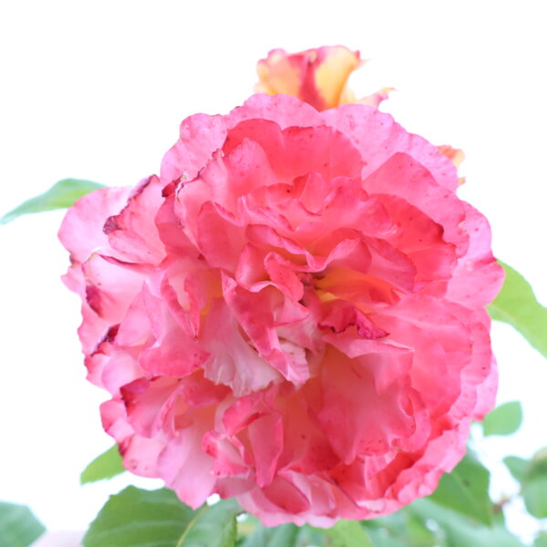 Uus-antiikroos 'Augusta Luise' P23