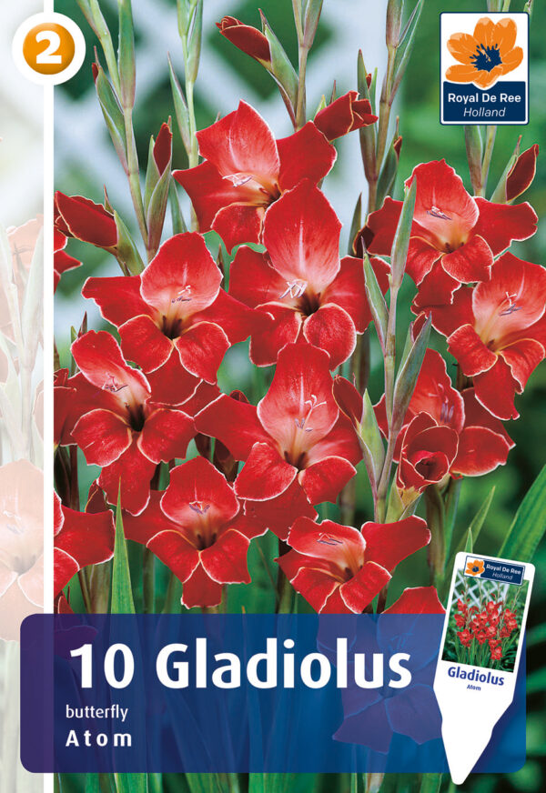 Gladiool 'Atom' 10tk