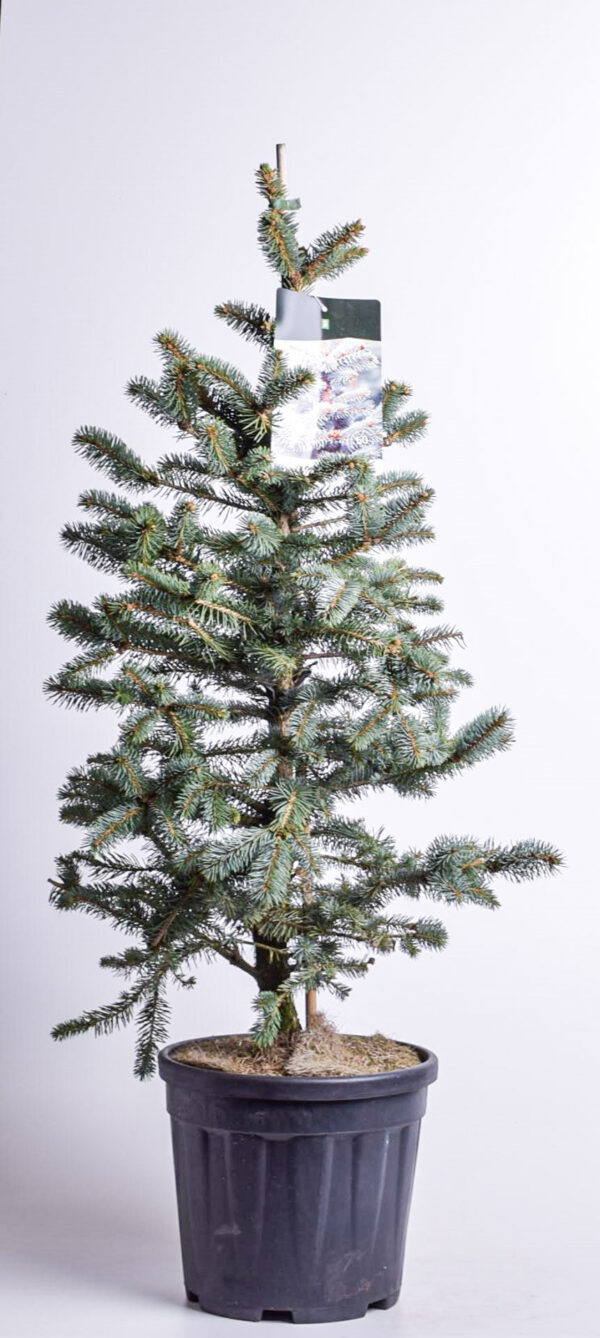 Torkav kuusk 'Fat Albert' P32 80-100cm