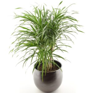 Käänd-draakonipuu ‘Anita’ P21 60cm haruline