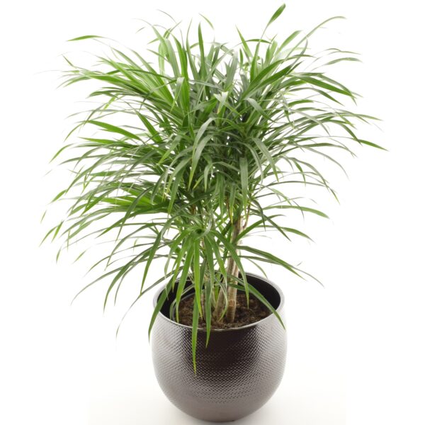 Käänd-draakonipuu 'Anita' P21 60cm haruline