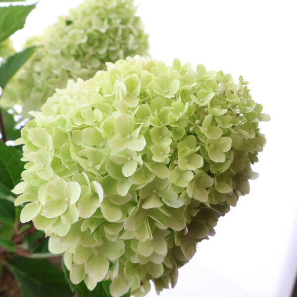 Aedhortensia 'Little Fresco' P26 40cm