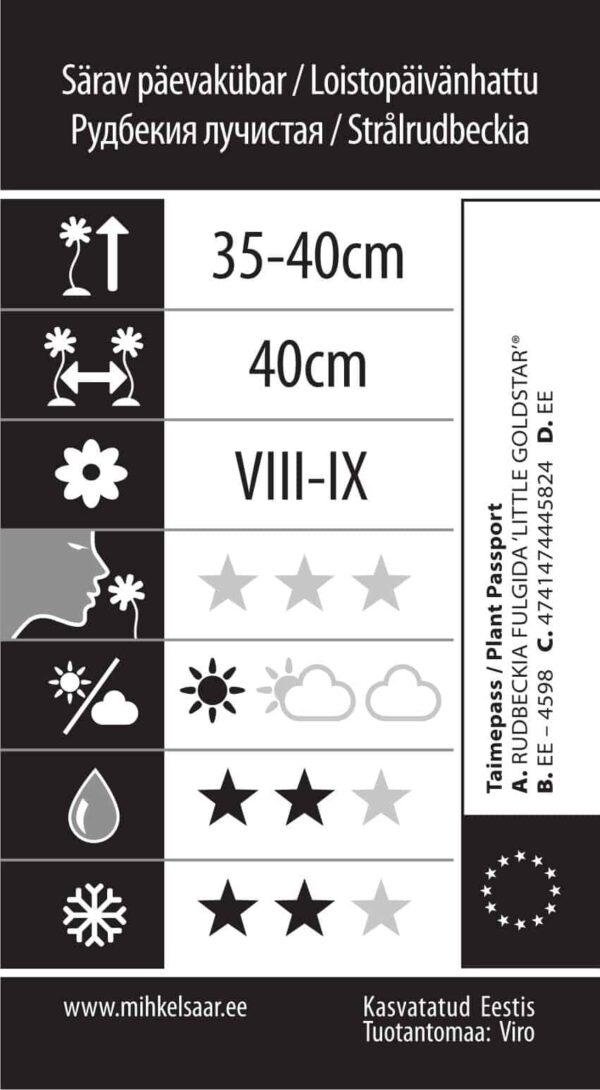 Särav päevakübar 'Little Goldstar'® P17 Eestis kasvatatud