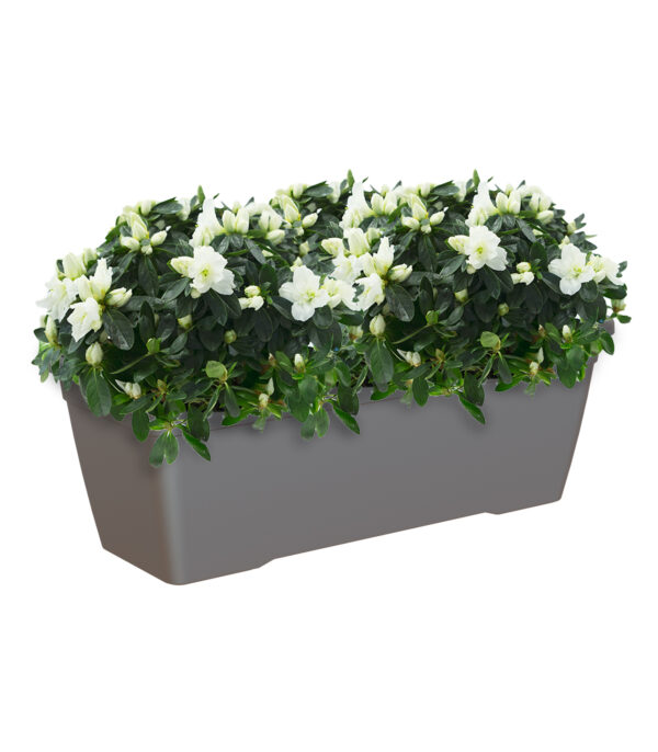 Rõdukast Venezia L 60cm antratsiit