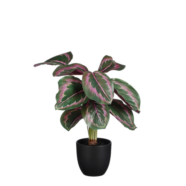 Kunsttaim Calathea makoyana potis 40x33x h40cm roheline