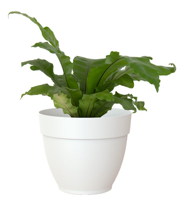 Lillepott Capri Campana 50cm valge