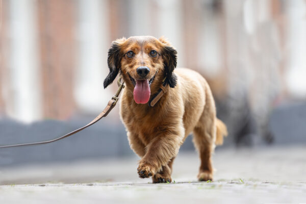 Kaelarihm Balacron AX 24-30x1cm pruun