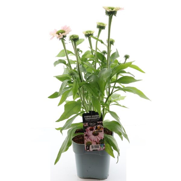 Punane siilkübar 'Sunseekers Blush' P19 Eestis kasvatatud