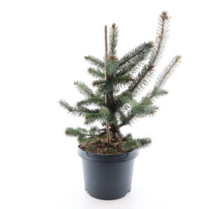 Torkav kuusk ‘Hoopsii’ P23 40-50cm