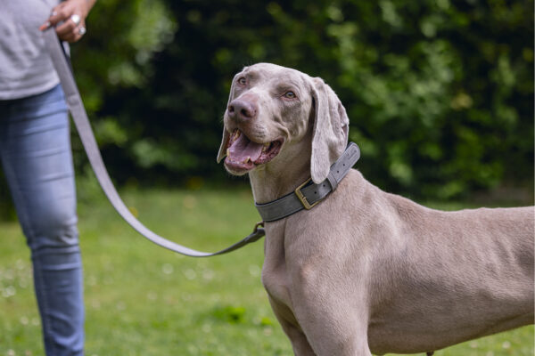 Kaelarihm Beeztees koerale AX 52-62x3cm hall