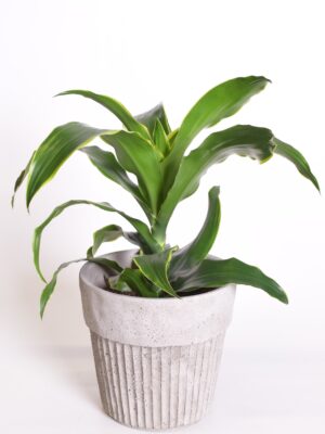 Dereema draakonipuu ‘Dorado’ P17 30cm