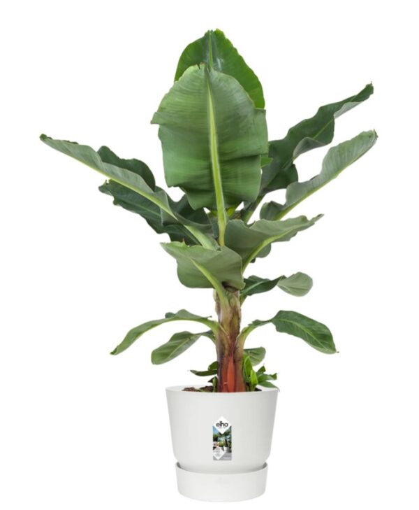 Õuepott Greenville alusega Ø40cm valge