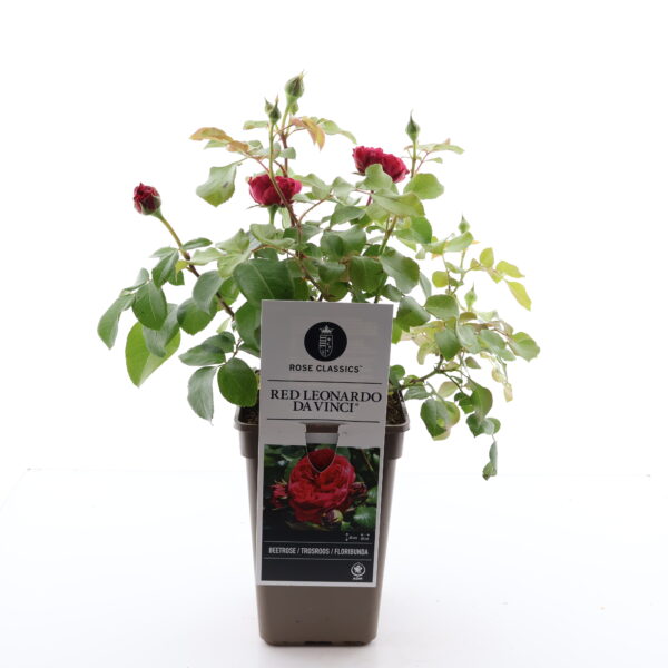 Peenraroos 'Red Leonardo da Vinci' P17