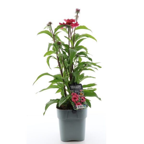 Punane siilkübar 'Sunseekers Carmine' P19 Eestis kasvatatud