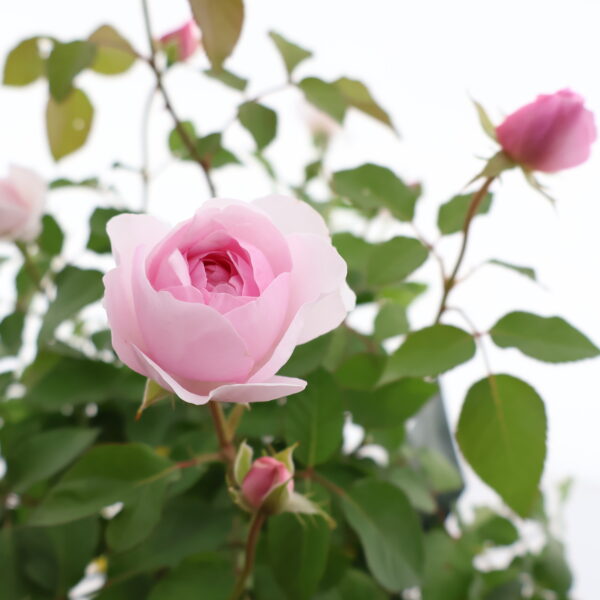 Põõsasroos 'Olivia Rose Austin'® P17