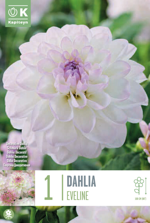 Daalia 'Eveline' 1tk